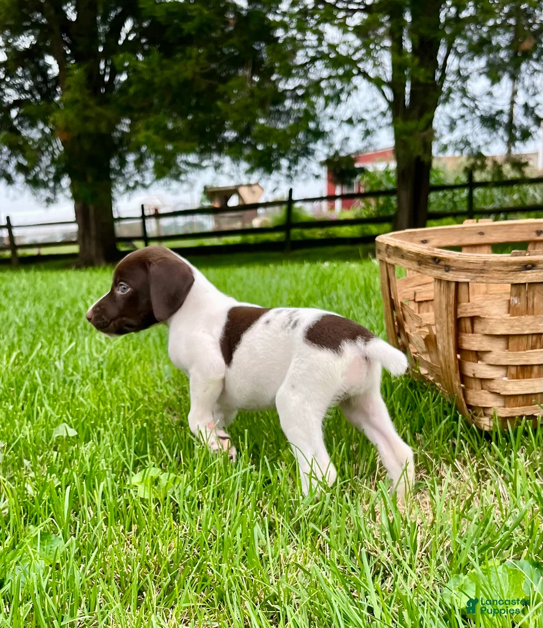 German Shorthaired Pointer dogs for sale: Penny❤️AKC Hip Cert❤️Text or Call to Schedule A Play date Today - Ad 2