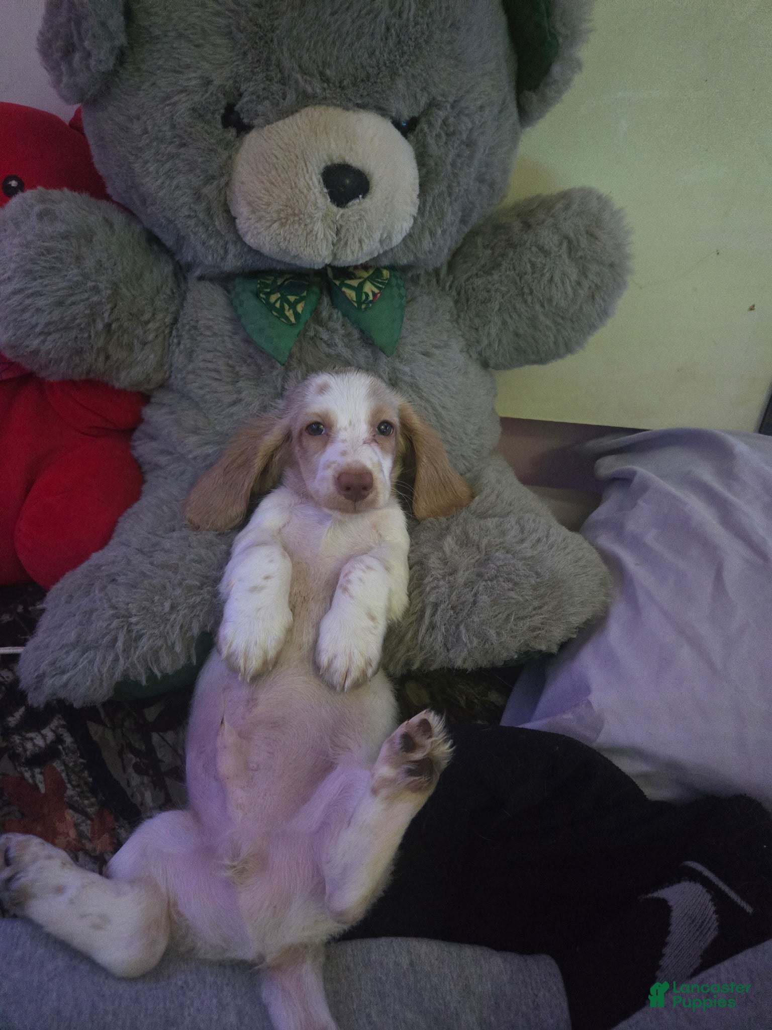 Miniature Dachshund dogs Creed - Ad 33