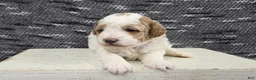 Miniature Poodle dogs for sale: Max - Ad 4