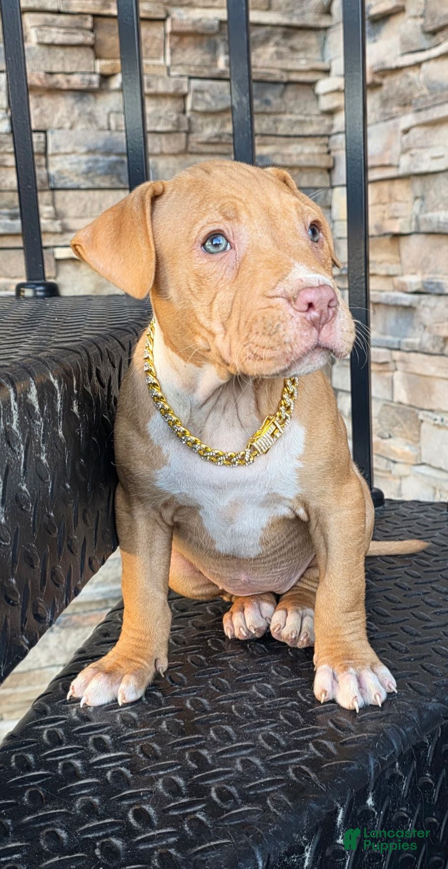 American Pit Bull Terrier dogs Blanca  - Ad 1