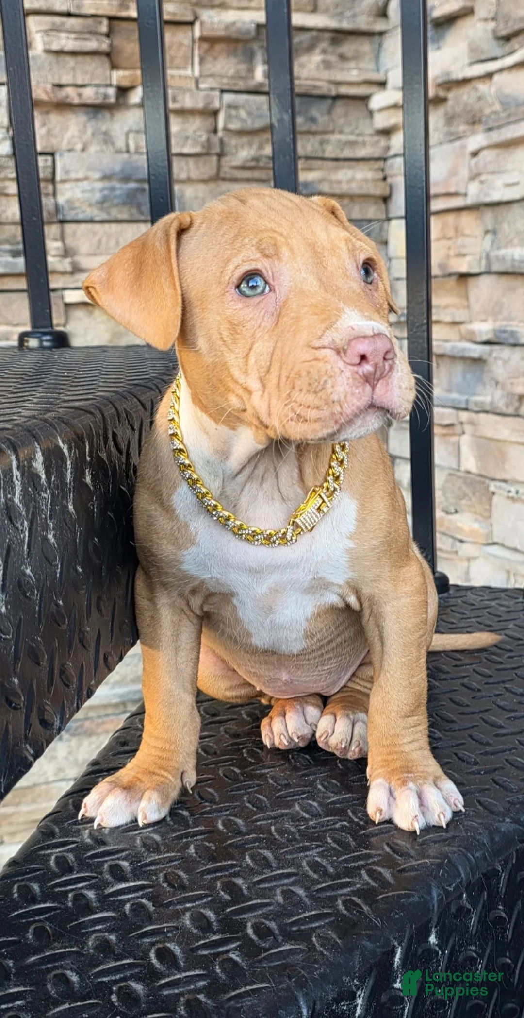 American Pit Bull Terrier dogs for sale: Blanca  - Ad 1