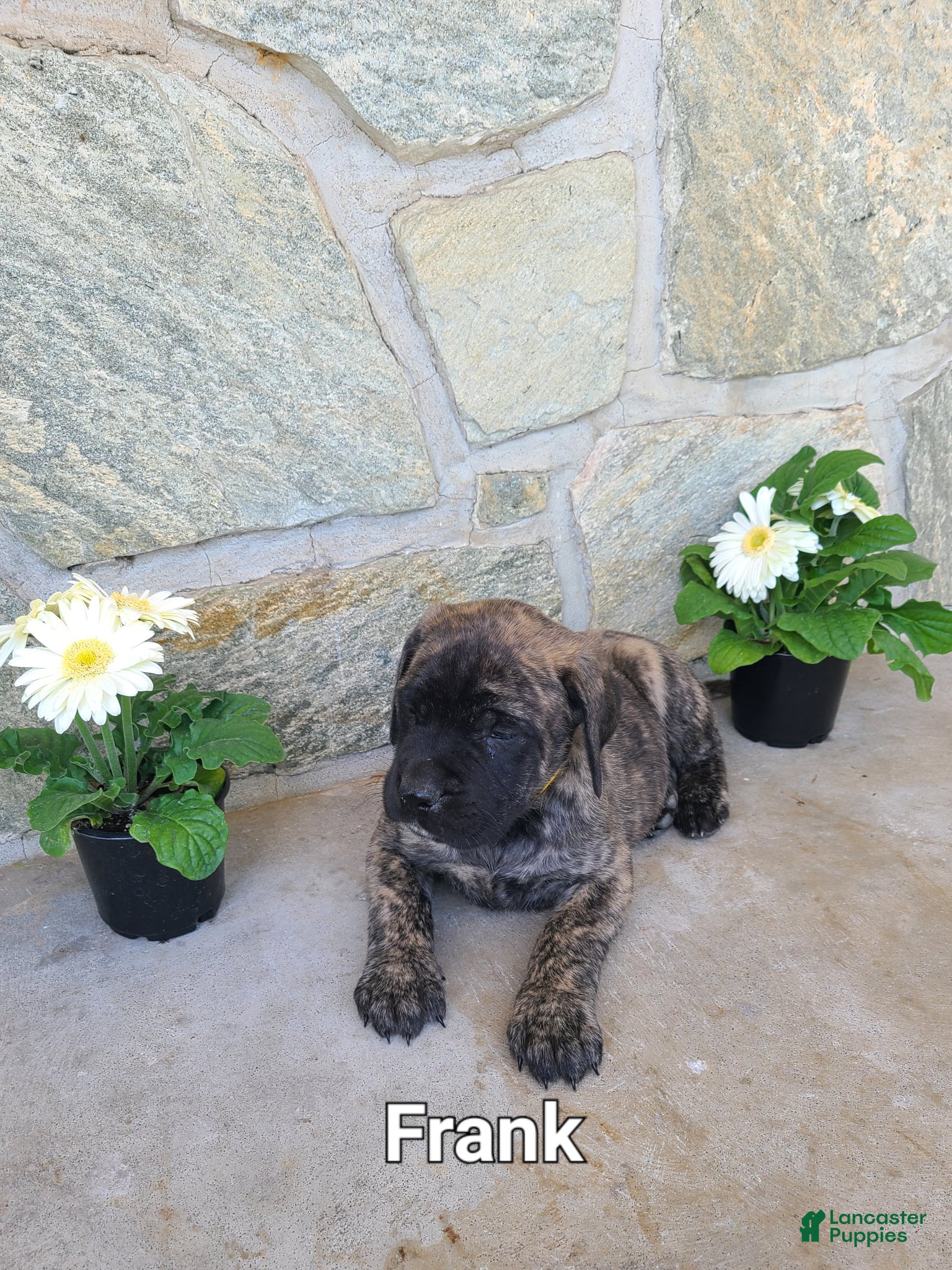 English Mastiff dogs for sale: Frank - Ad 2