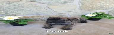 Frank