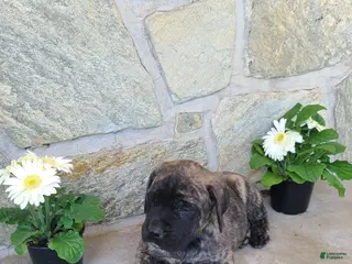 English Mastiff dogs for sale: Frank - Ad 2