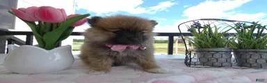 Pomeranian 2 Sheila