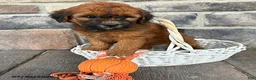 Whoodle dogs for sale: Montana - Ad 2