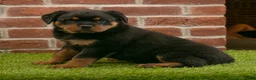 Rottweiler dogs for sale: Hailey - Ad 6