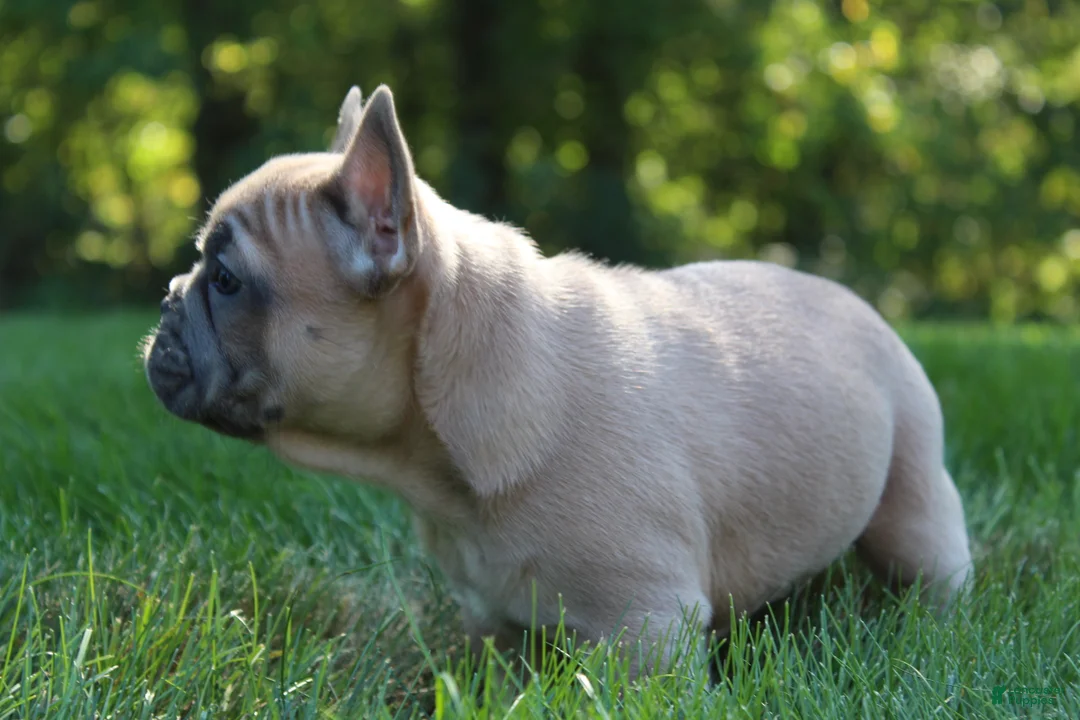 French Bulldog dogs for sale: Butterscotch - Ad 2