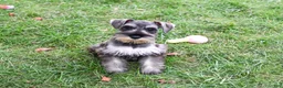 Miniature Schnauzer dogs for sale: Autumn - Ad 1