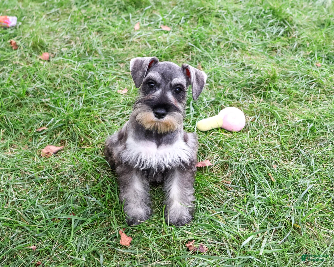 Miniature Schnauzer dogs for sale: Autumn - Ad 1