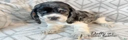 Cocker Spaniel dogs for sale: Dolly - Ad 4