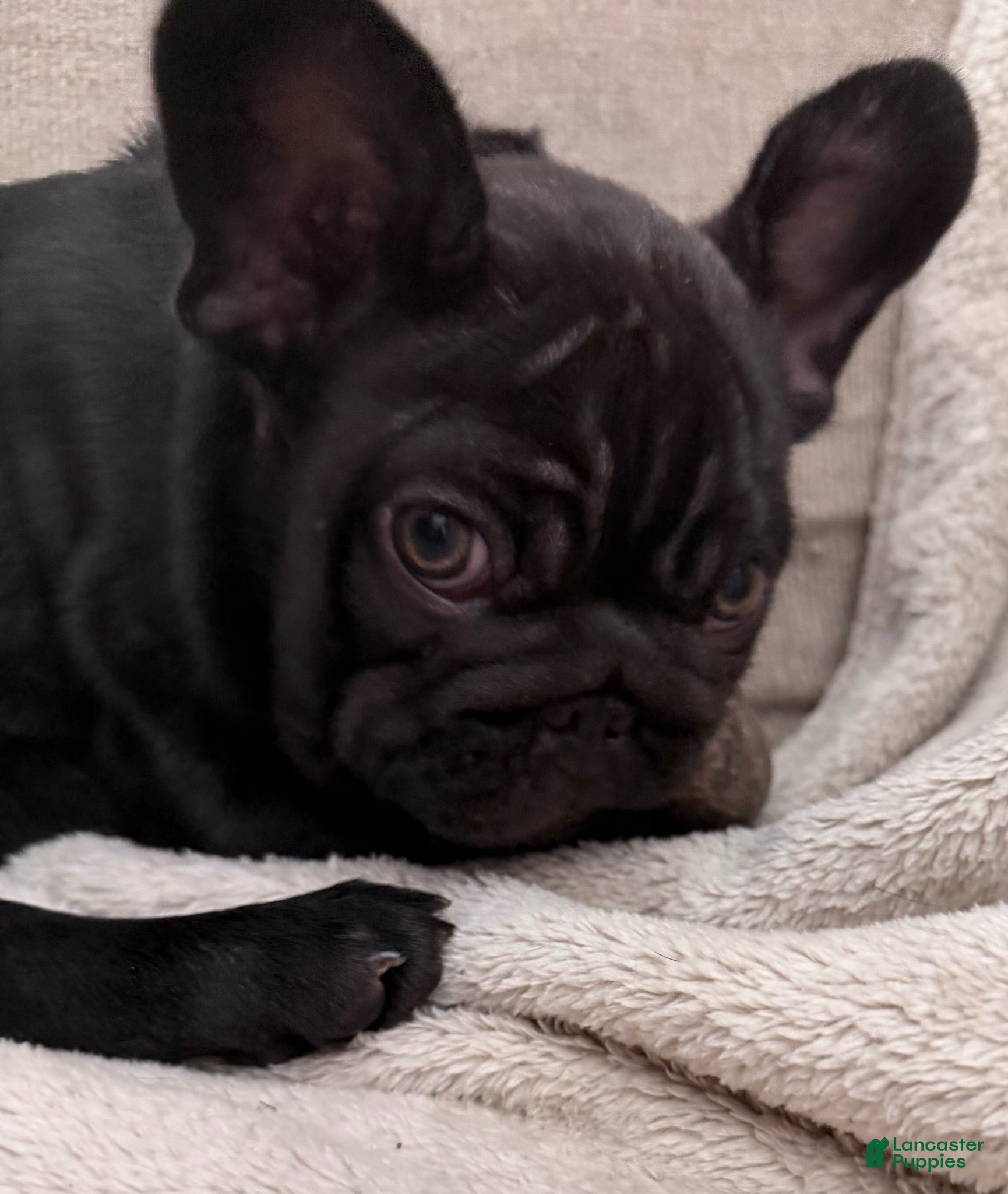 French Bulldog dogs French Bulldog Male Pup - Ad 1