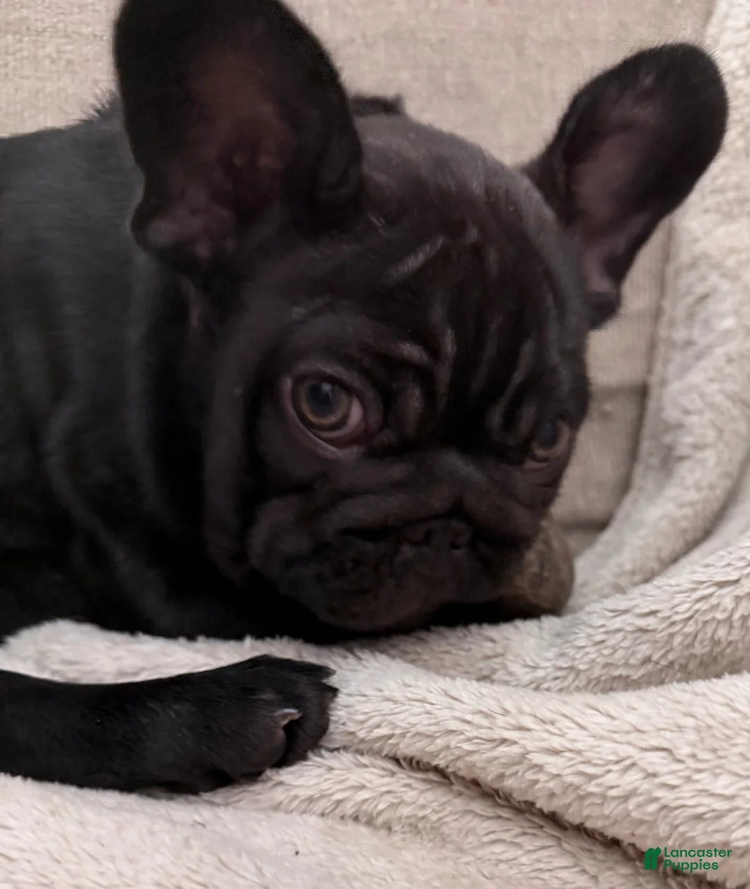 French Bulldog dogs for sale: French Bulldog Male Pup - Ad 1