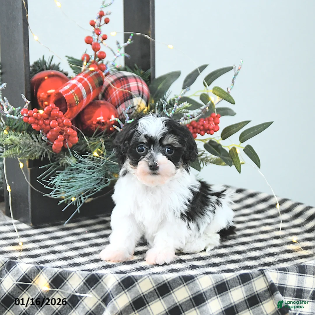 Havapoo dogs for sale: Elf EXTRA SMALL - Ad 10