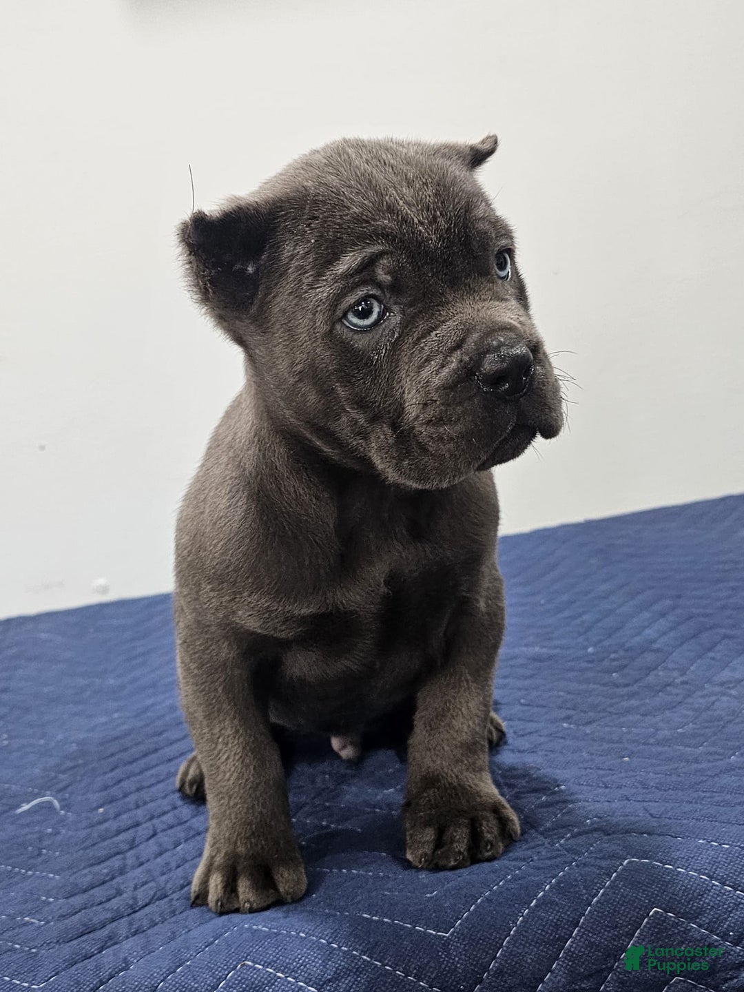 Cane Corso dogs for sale: HOGAN - Ad 5