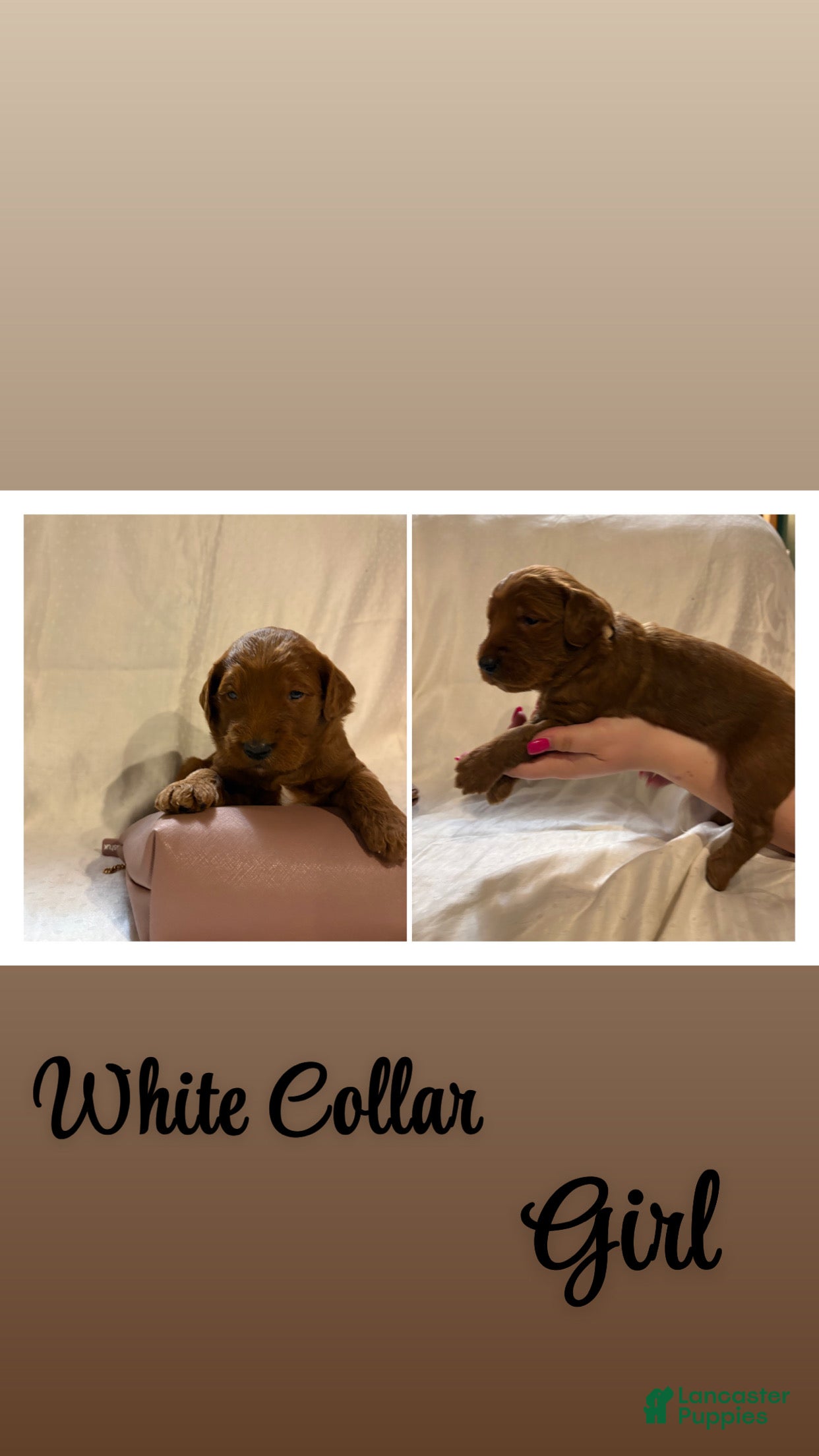 Goldendoodle dogs Goldendoodle 6 - Ad 6
