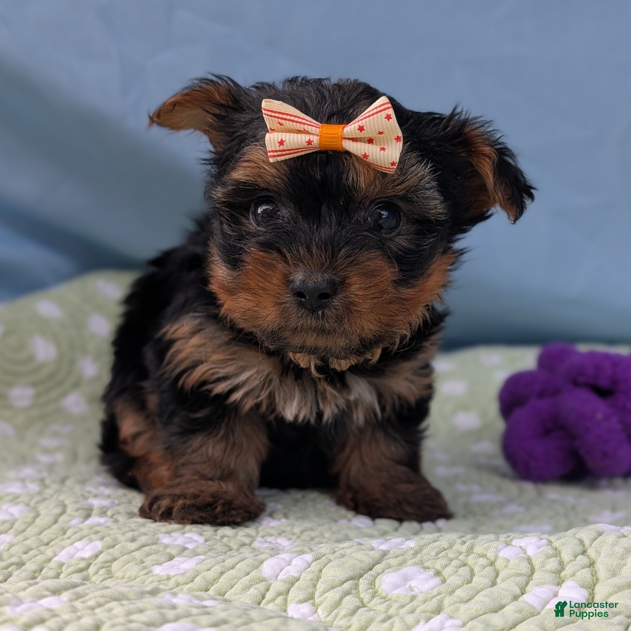 Yorkshire Terrier dogs for sale: Tid Bit - Ad 3