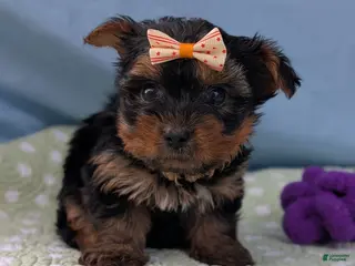 Yorkshire Terrier dogs for sale: Tid Bit - Ad 3