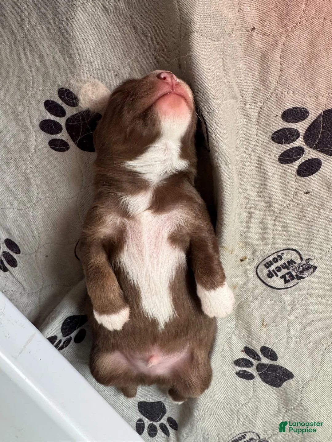 Australian Shepherd dogs for sale: Australian Shepherd 1 - Ad 2