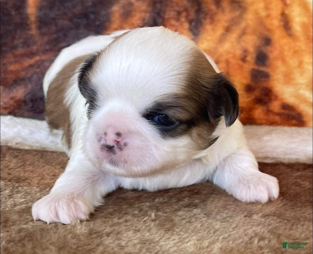 Shih Tzu Puppy for sale in Lancaster Puppies