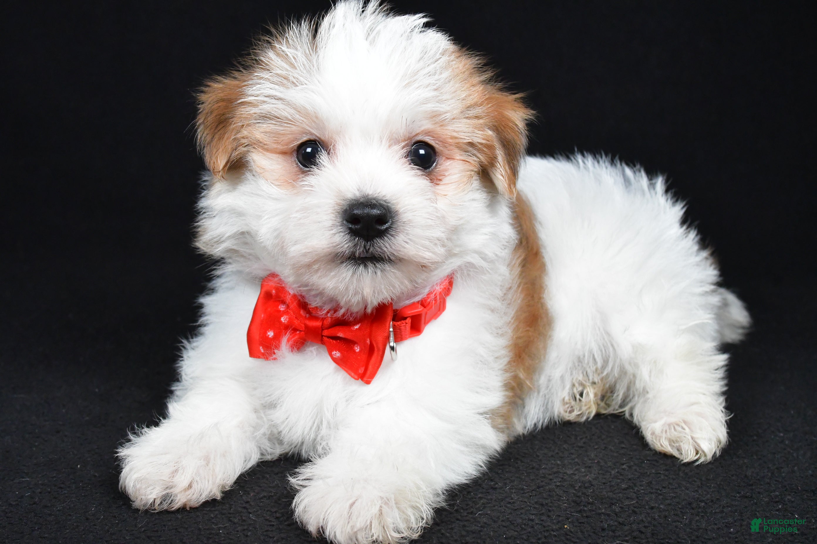 Morkie dogs Vance - Ad 1