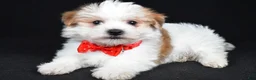 Morkie dogs for sale: Vance - Ad 1