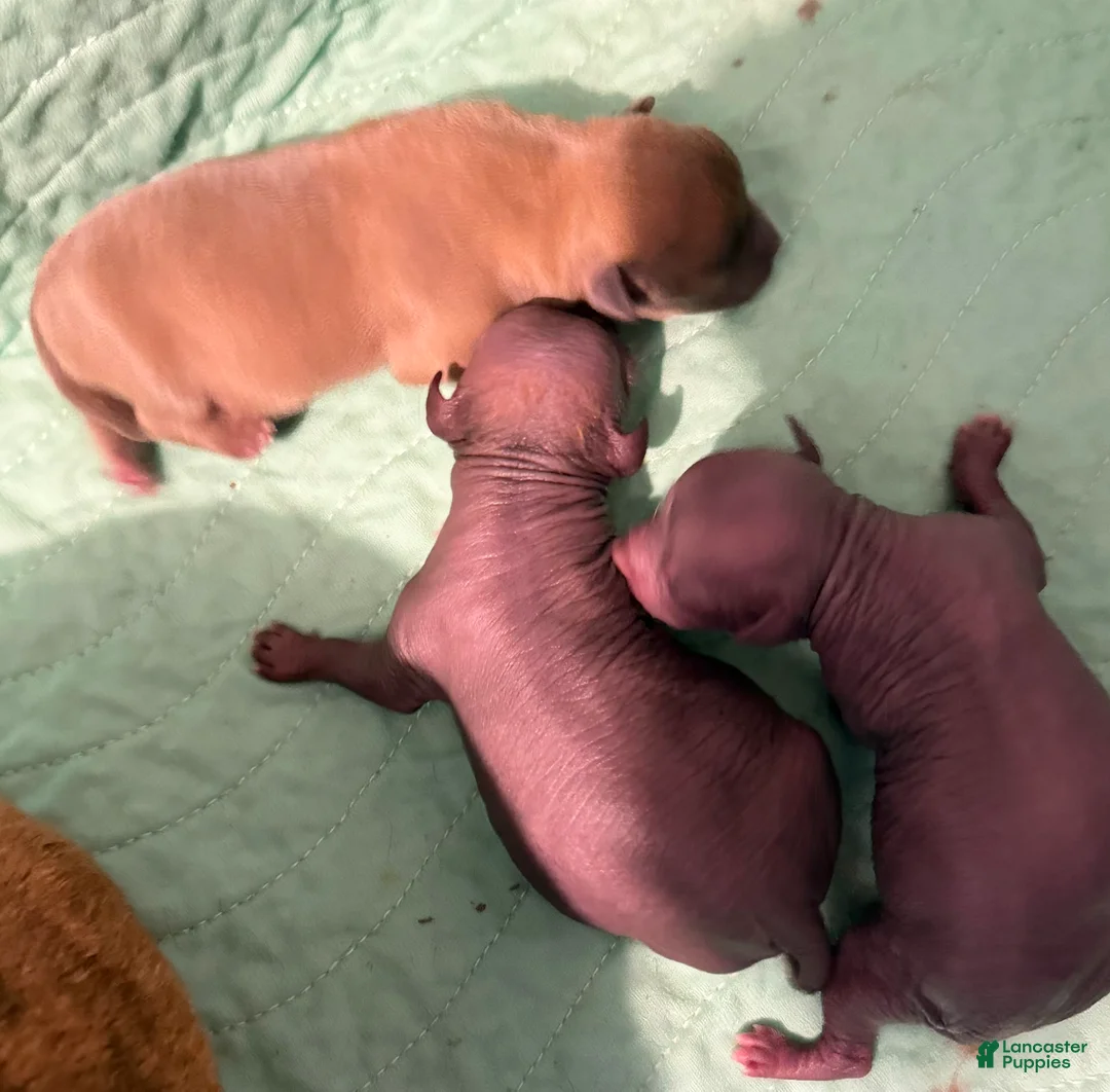 Chihuahua dogs for sale: Chihuahua 2 - Ad 2