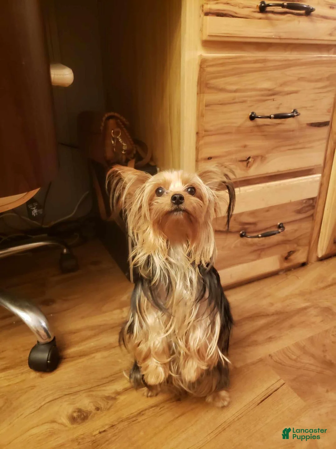 Yorkshire Terrier dogs for sale: Yorkshire Terrier 1 - Ad 4