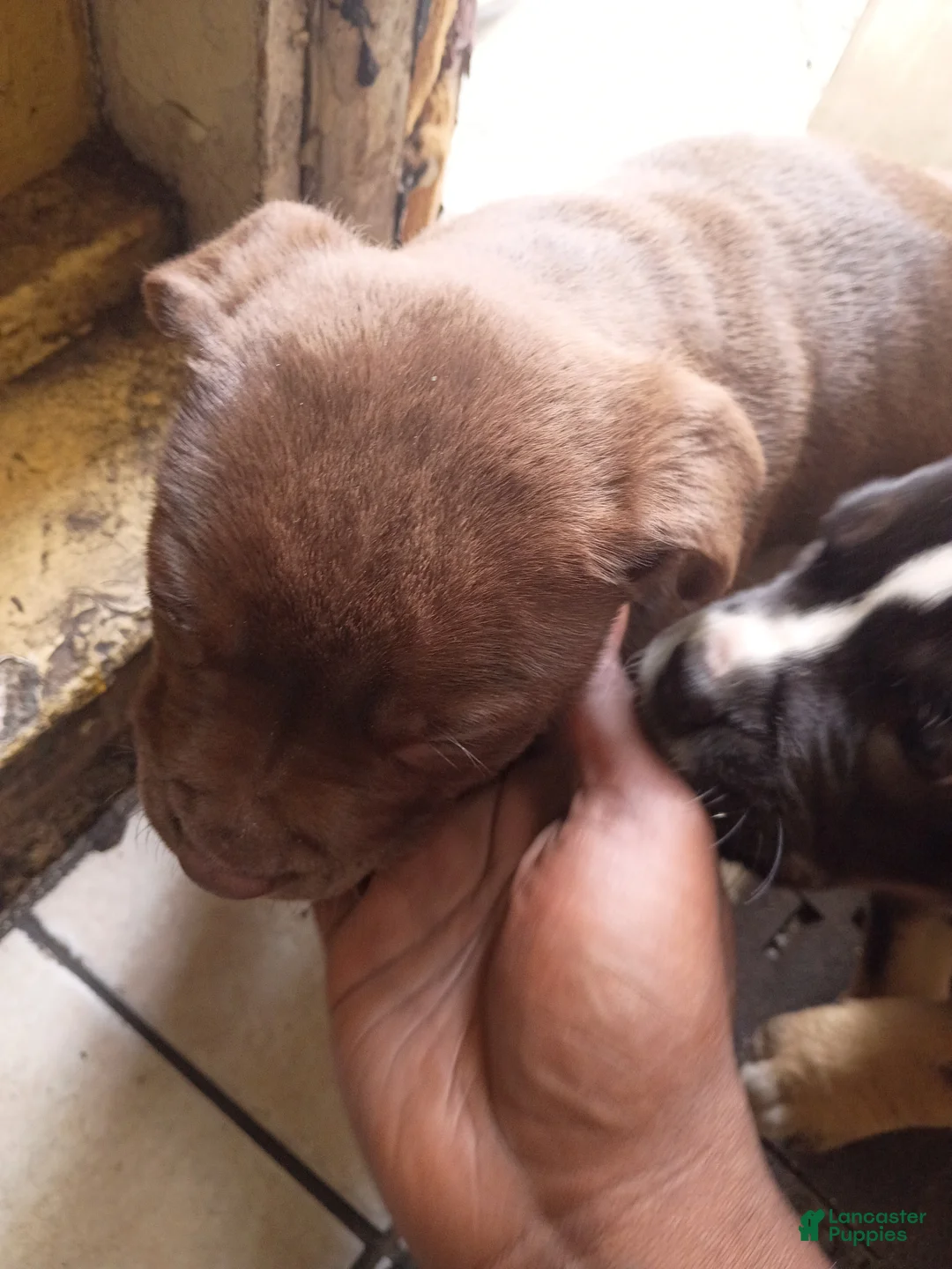American Pit Bull Terrier dogs for sale: American Pit Bull Terrier Puppy 4 - Ad 2