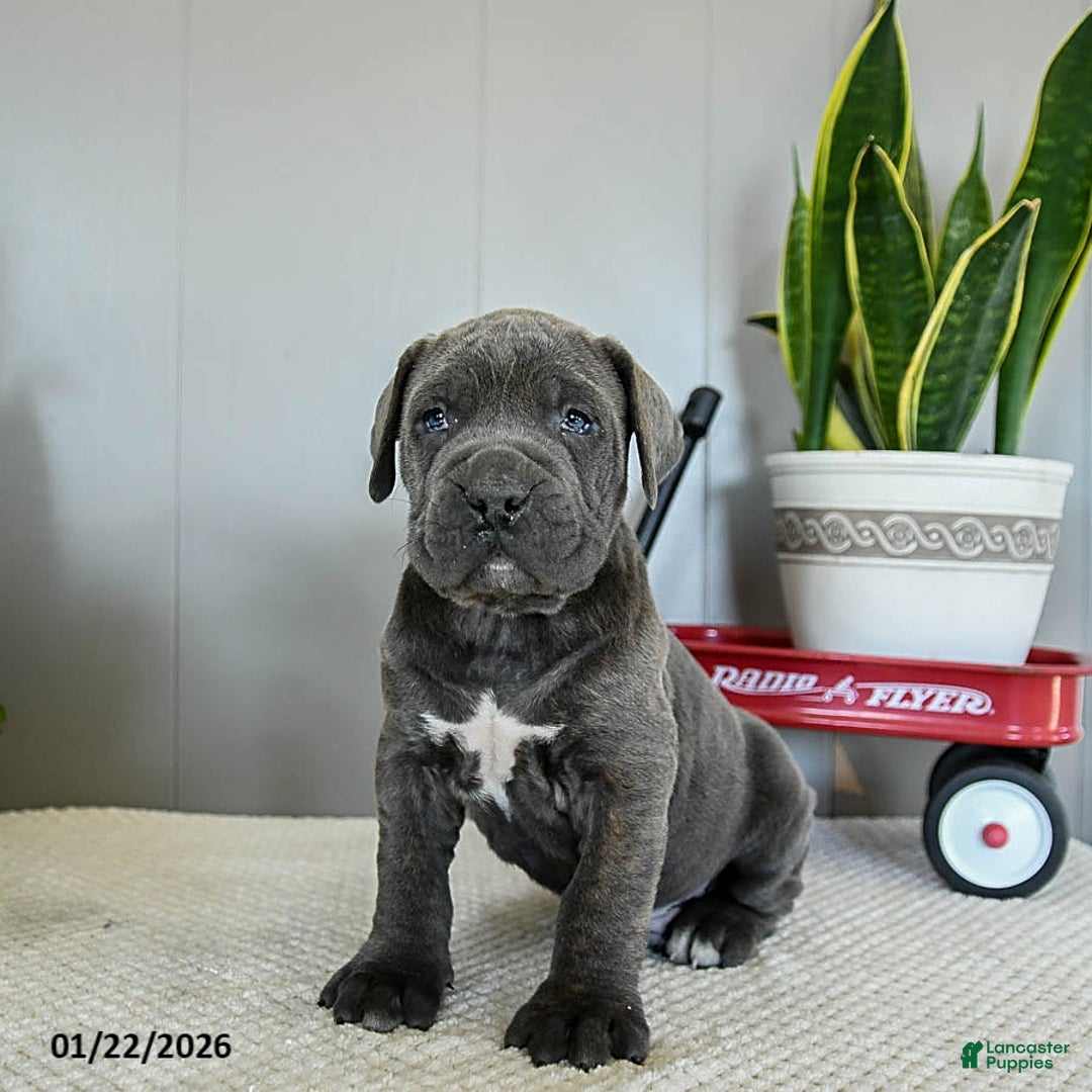 Cane Corso dogs for sale: Harley - Ad 4