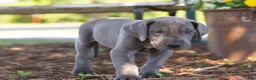 Great Dane dogs for sale: Axel - Ad 3