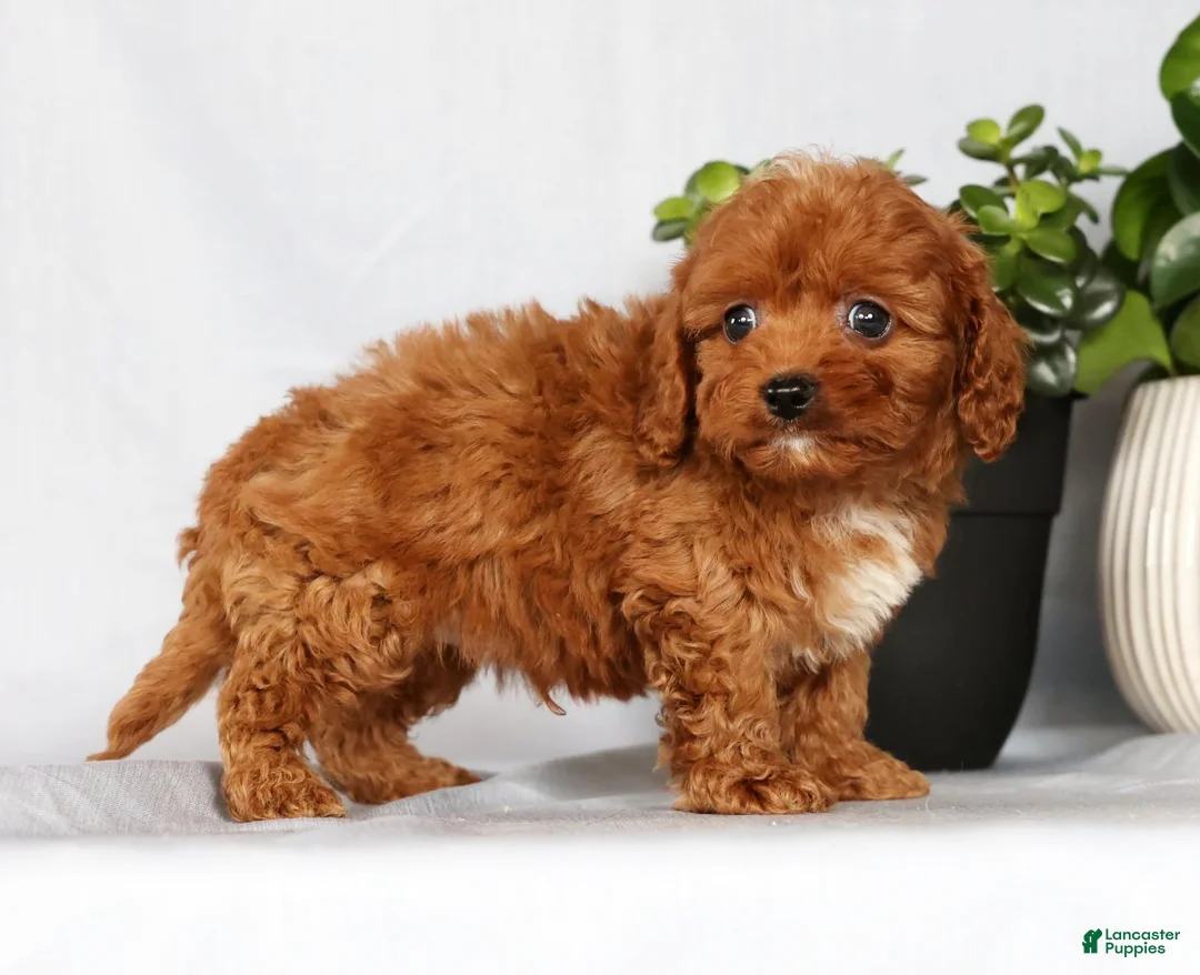 Cavapoo dogs for sale: Miles - Ad 4