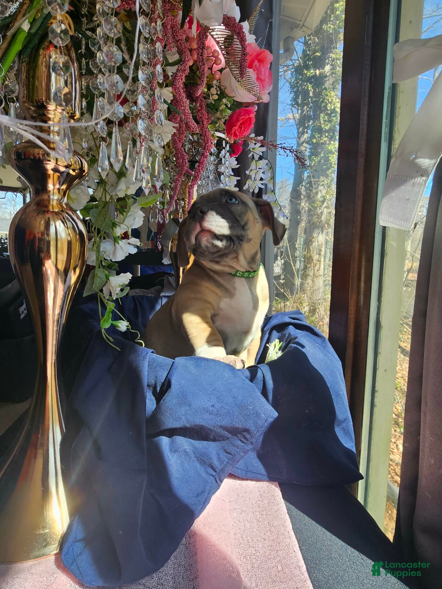 American Bully dogs Yogi the bear - Ad 1