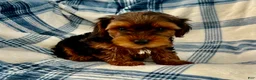 Yorkshire Terrier dogs for sale: Bill Boy-Yorkshire Terrier 2 - Ad 7