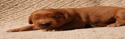 Golden Retriever dogs for sale: Daisy -AKC, Genetically Clear - Ad 104