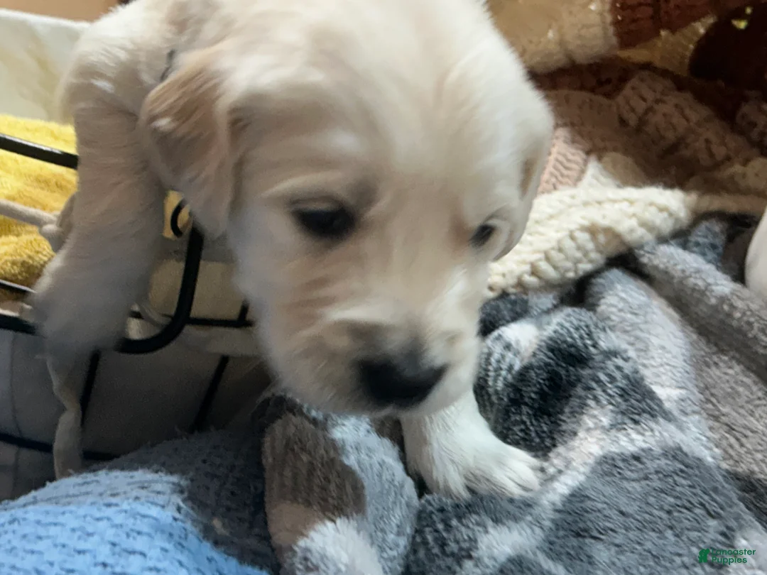 Golden Retriever dogs for sale: Black collar- Sonic  - Ad 2