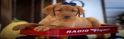 Labrador Retriever dogs for sale: NATHAN - Ad 12