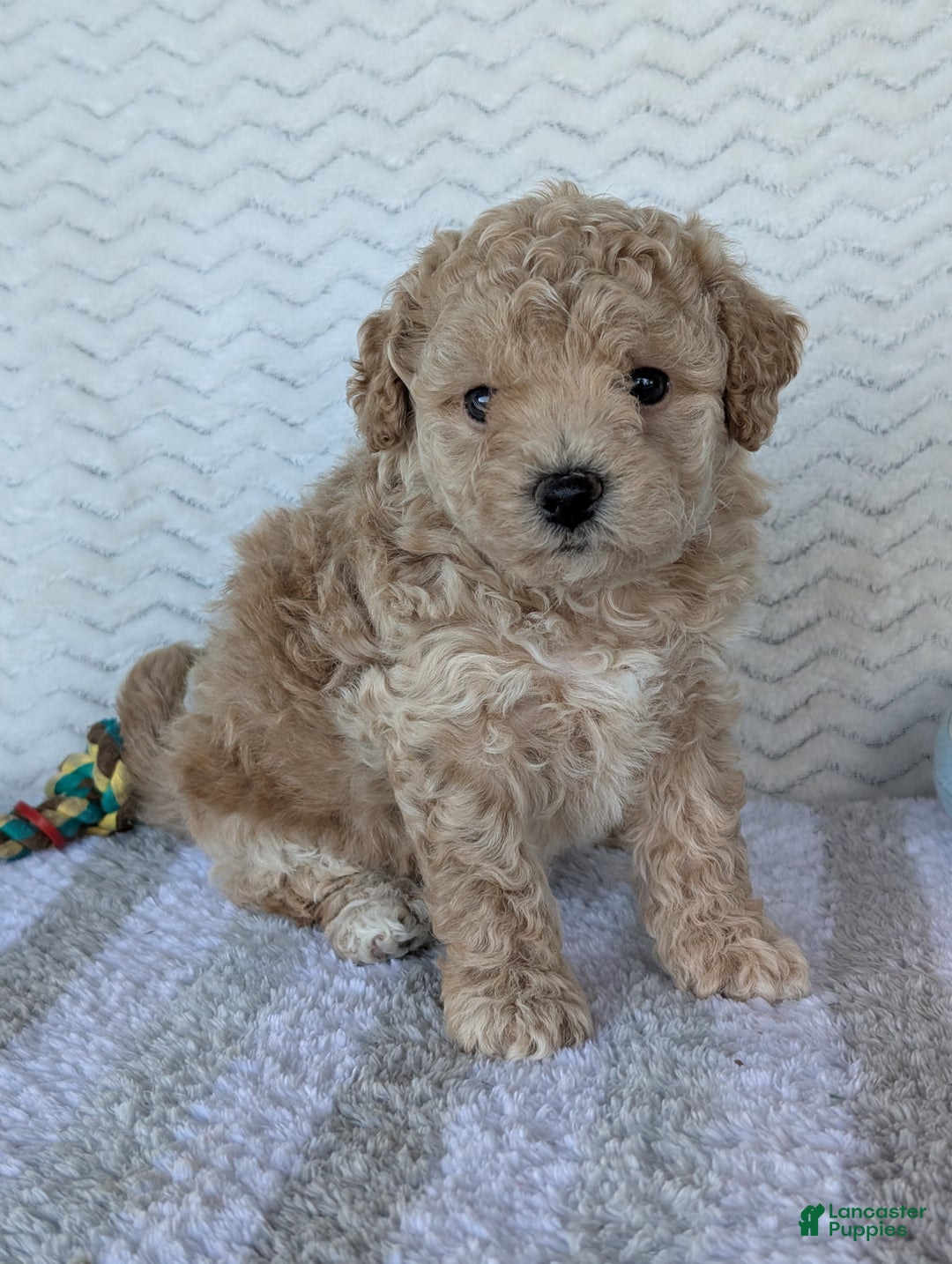 Bichpoo dogs for sale: Darla - Ad 13