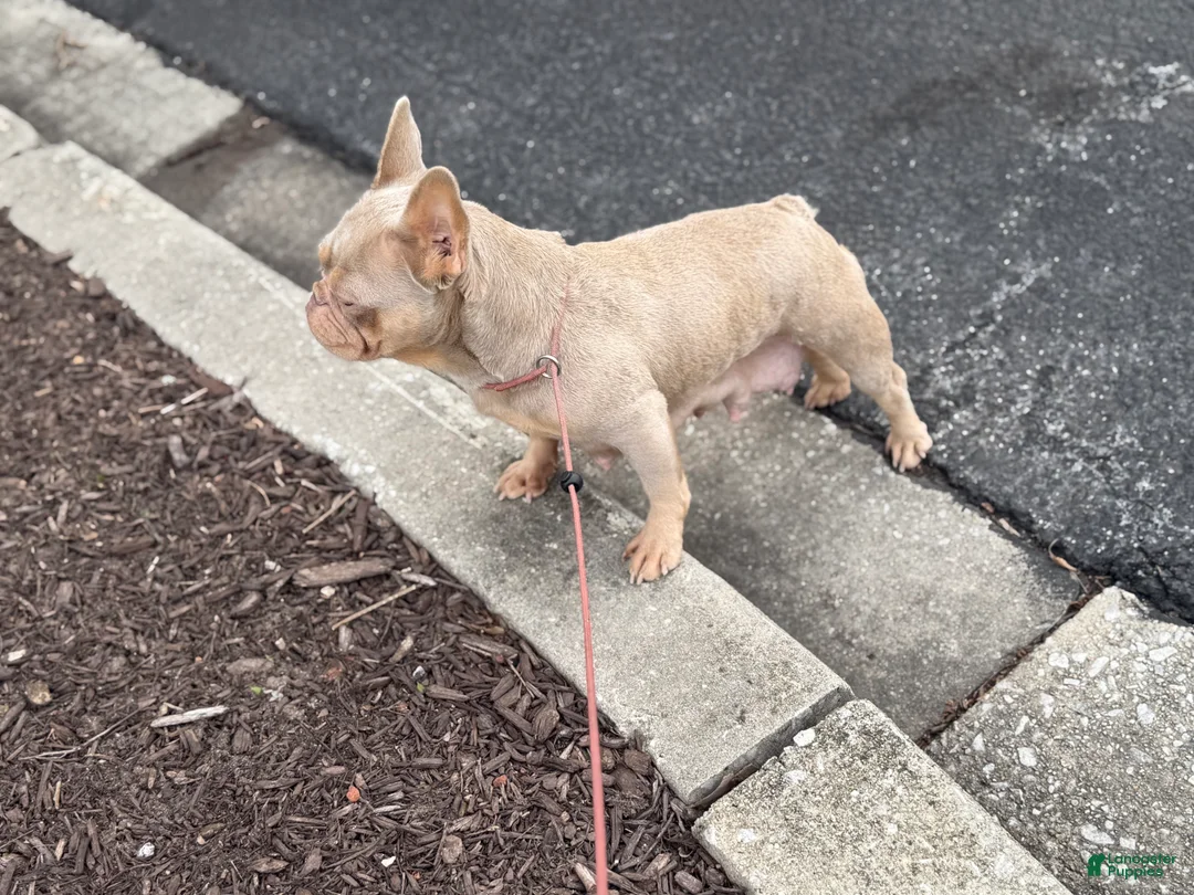 French Bulldog dogs for sale: French Bulldog Puppy 1 - Ad 5