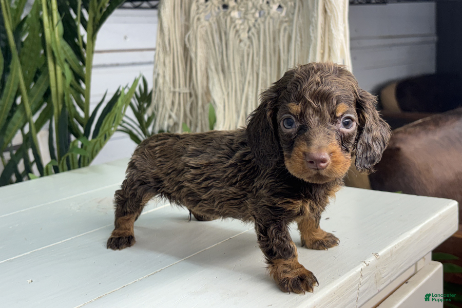 Miniature Dachshund dogs Jake - Ad 6