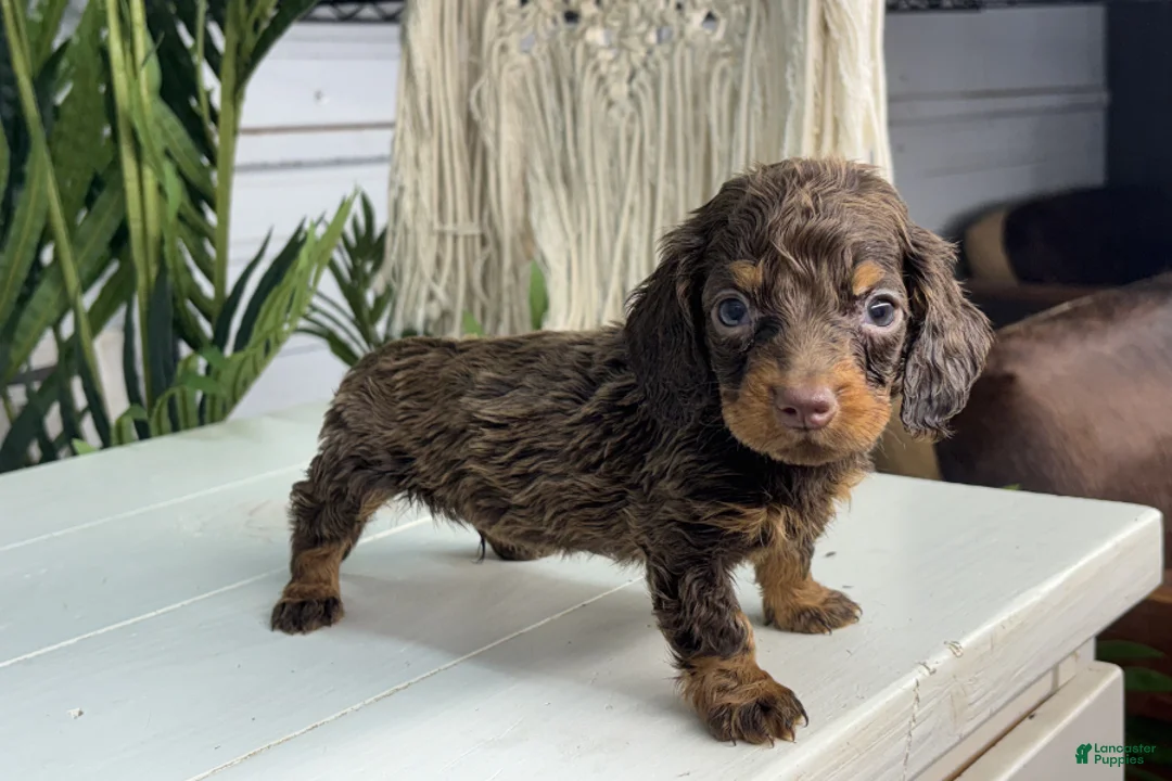 Miniature Dachshund dogs for sale: Jake - Ad 1