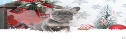 French Bulldog dogs for sale: Alex - Ad 3