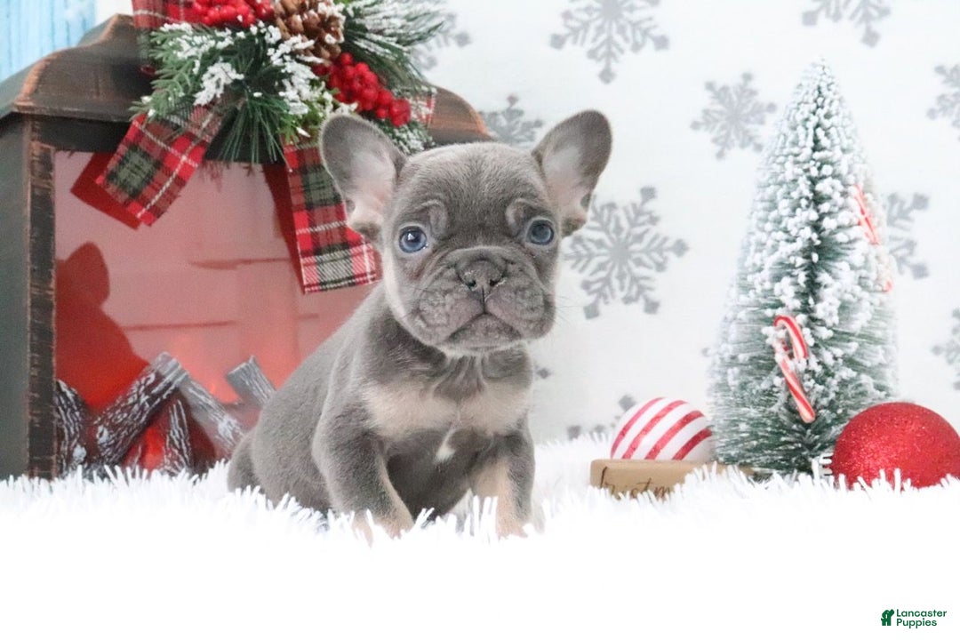 French Bulldog dogs for sale: Alex - Ad 3