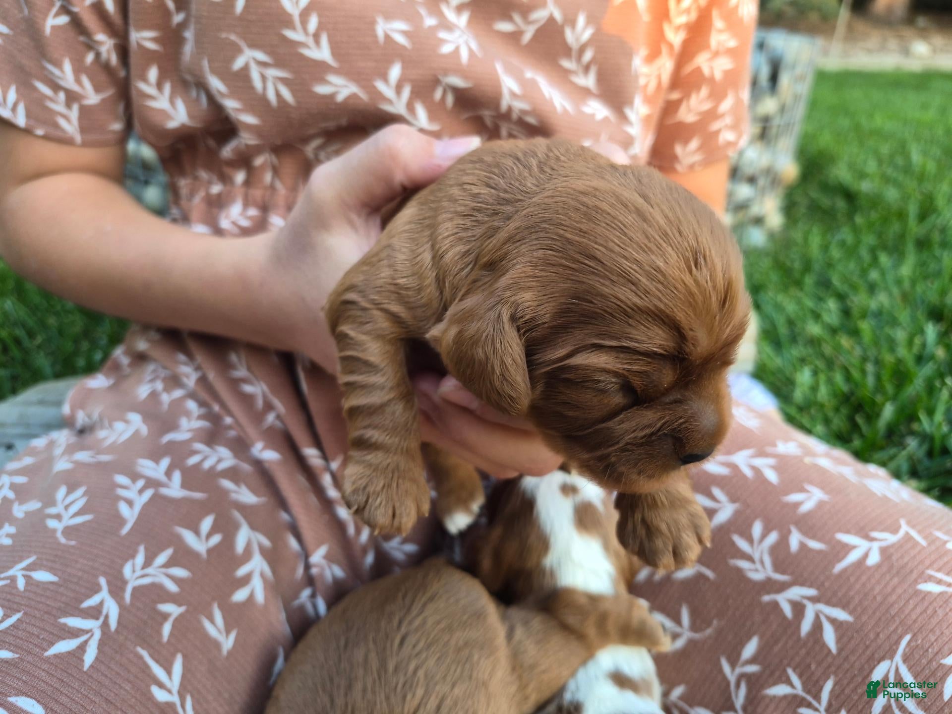 Cavalier King Charles Spaniel dogs for sale: Oliver - Ad 1