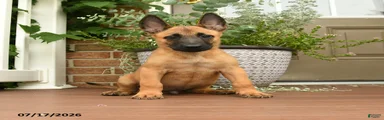 Rocco