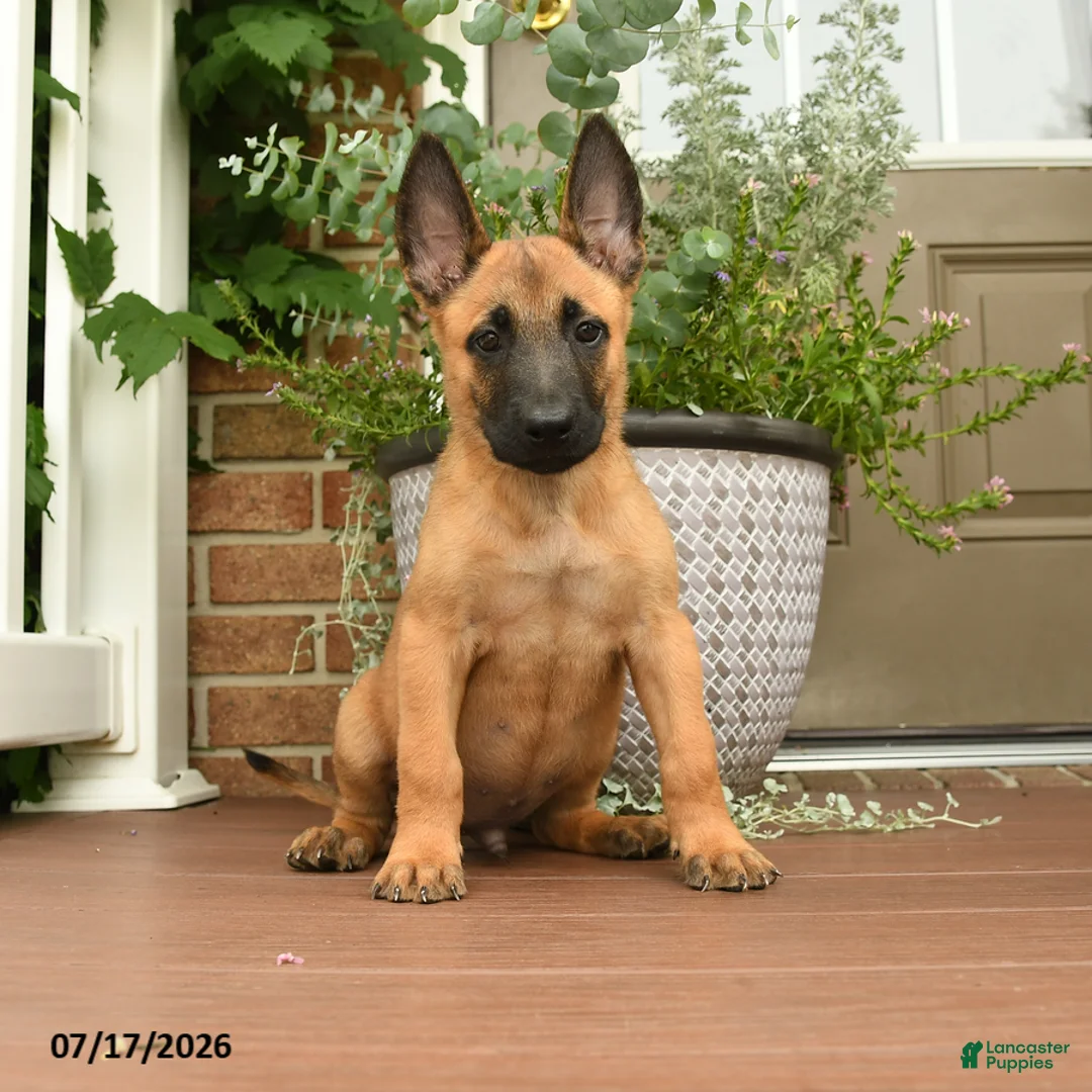 Belgian Malinois dogs for sale: Rocco - Ad 1