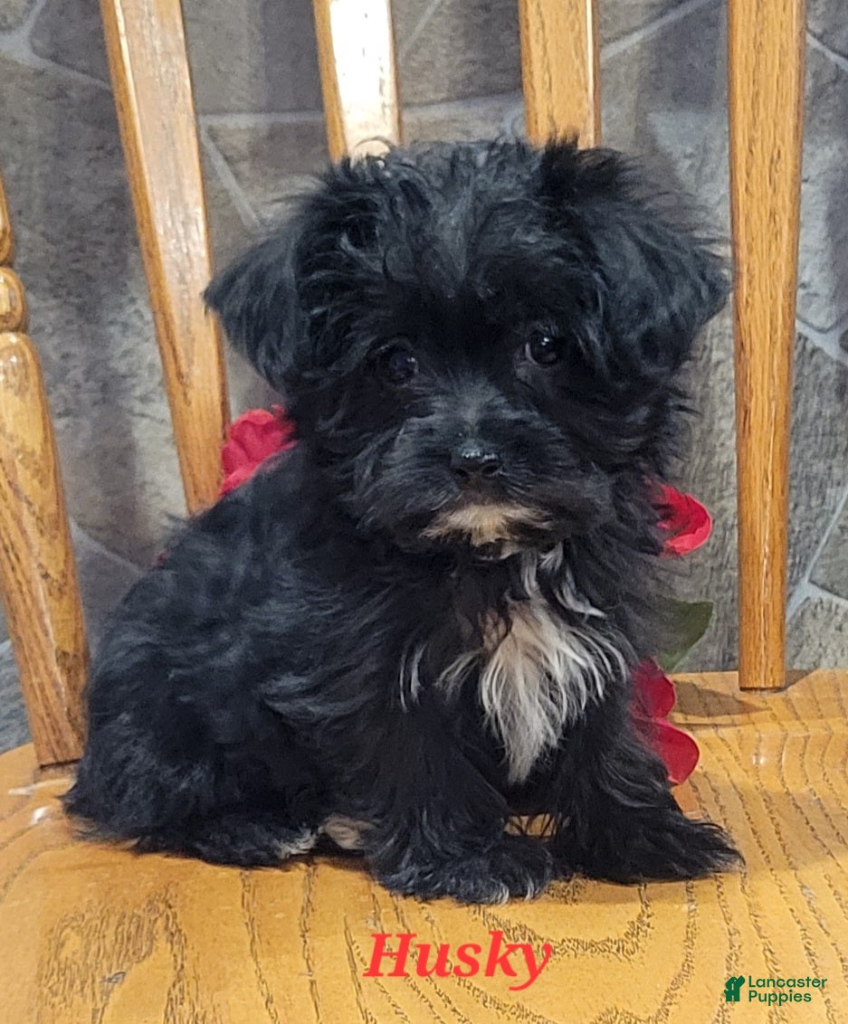 Morkie dogs Husky - Ad 17