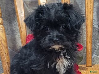 Morkie dogs Husky - Ad 40