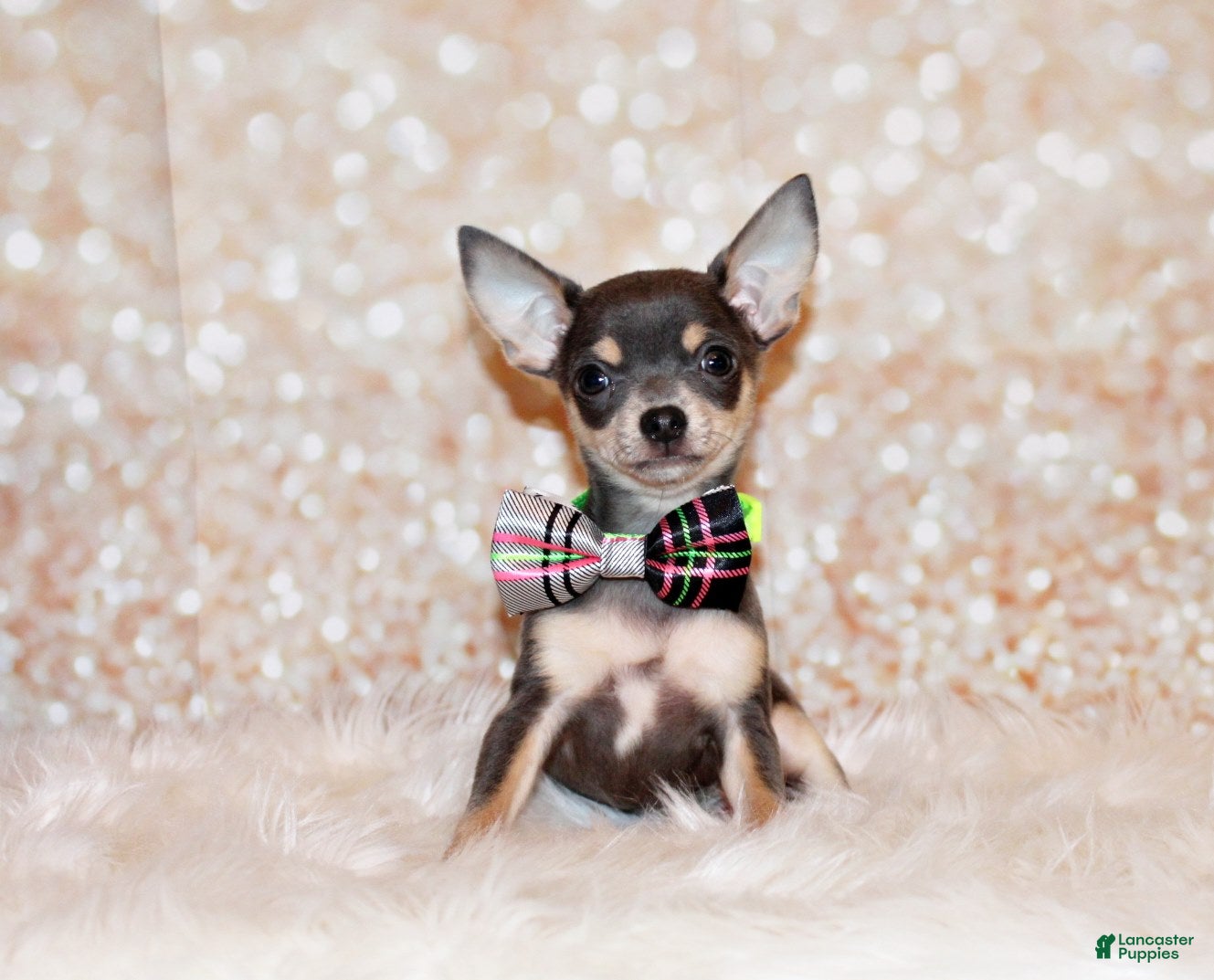 Chihuahua dogs Zaire - Ad 1