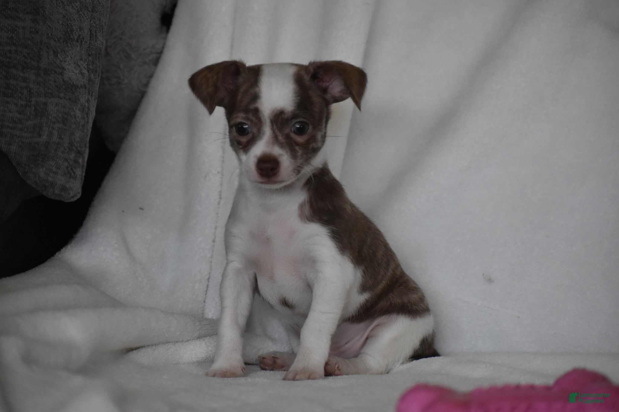 Chihuahua dogs Rocky - Ad 2